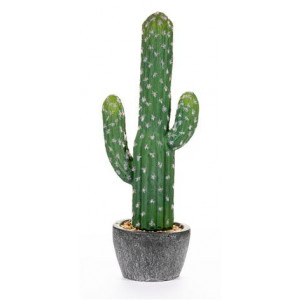 Cactus Culumnal altura 42 cms.